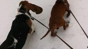 老狗网红爆料视频,揭秘娱乐圈幕后真相  第1张